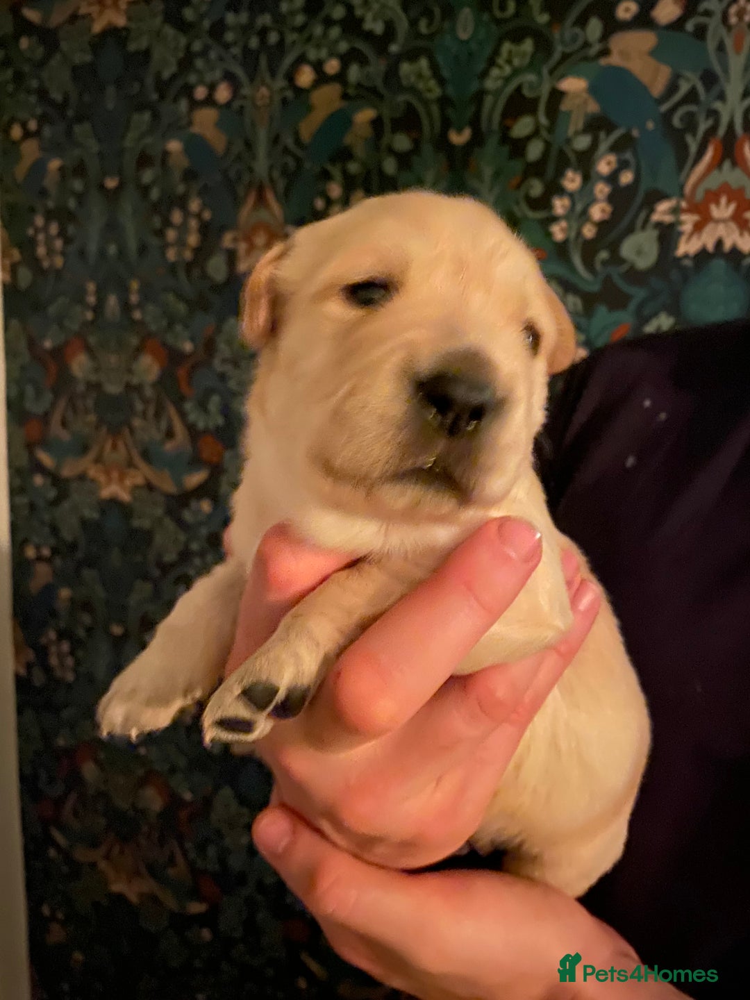 Goldador dogs for sale: Goldador Puppies  - Advert 8