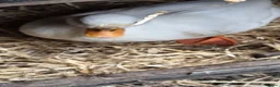 Ducks poultry for sale: Call ducks 6 week old unsexted in Pontefract - Advert 6