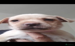 Mixed Breed dogs for sale: Labrador cross french bulldog puppies - Image 2