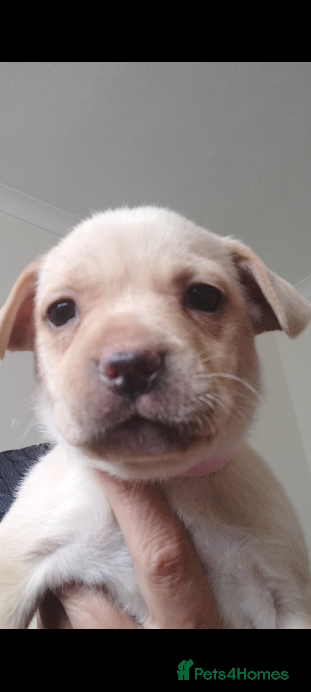 Mixed Breed dogs for sale: Labrador cross french bulldog puppies - Image 2