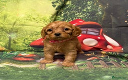 Cavapoo dogs for sale: Lovely litter of F1 Cavapoos - Advert 5