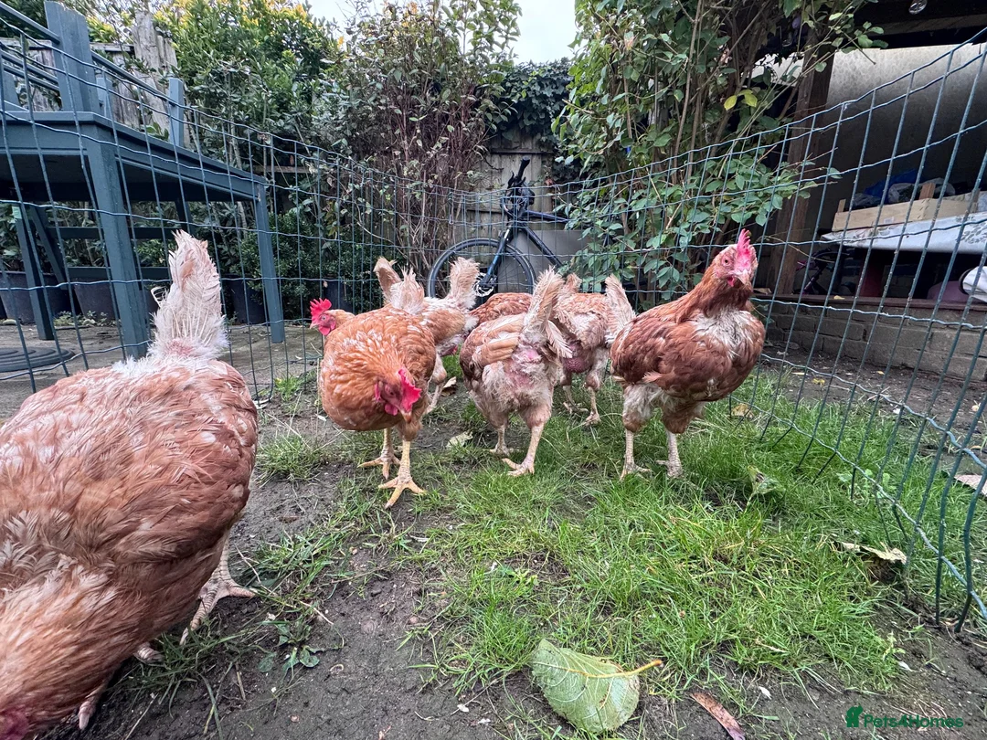 Chickens poultry for sale: Chicken for sale  - Advert 2