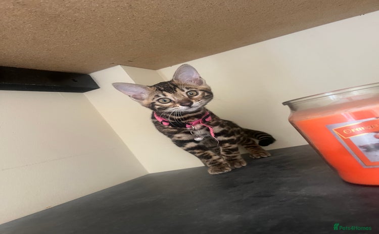Bengal cats - Advert 1