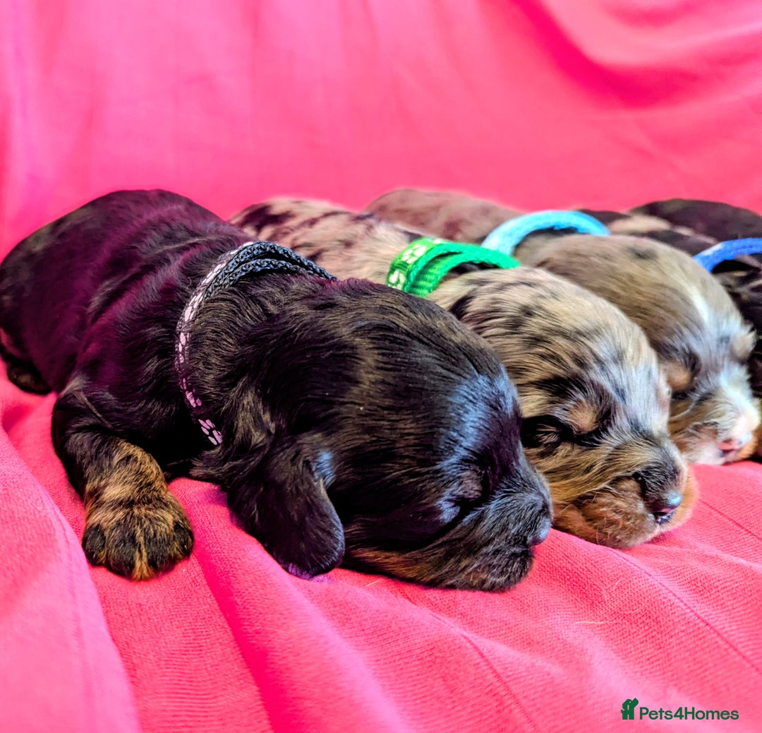Cavapoo dogs for sale: Beautiful Phantom Merle and Phantom Cavapoos - Image 6