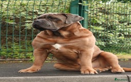 Cane Corso dogs for stud: *HEATH TESTED* Stud available CLIFFORD  - Image 5