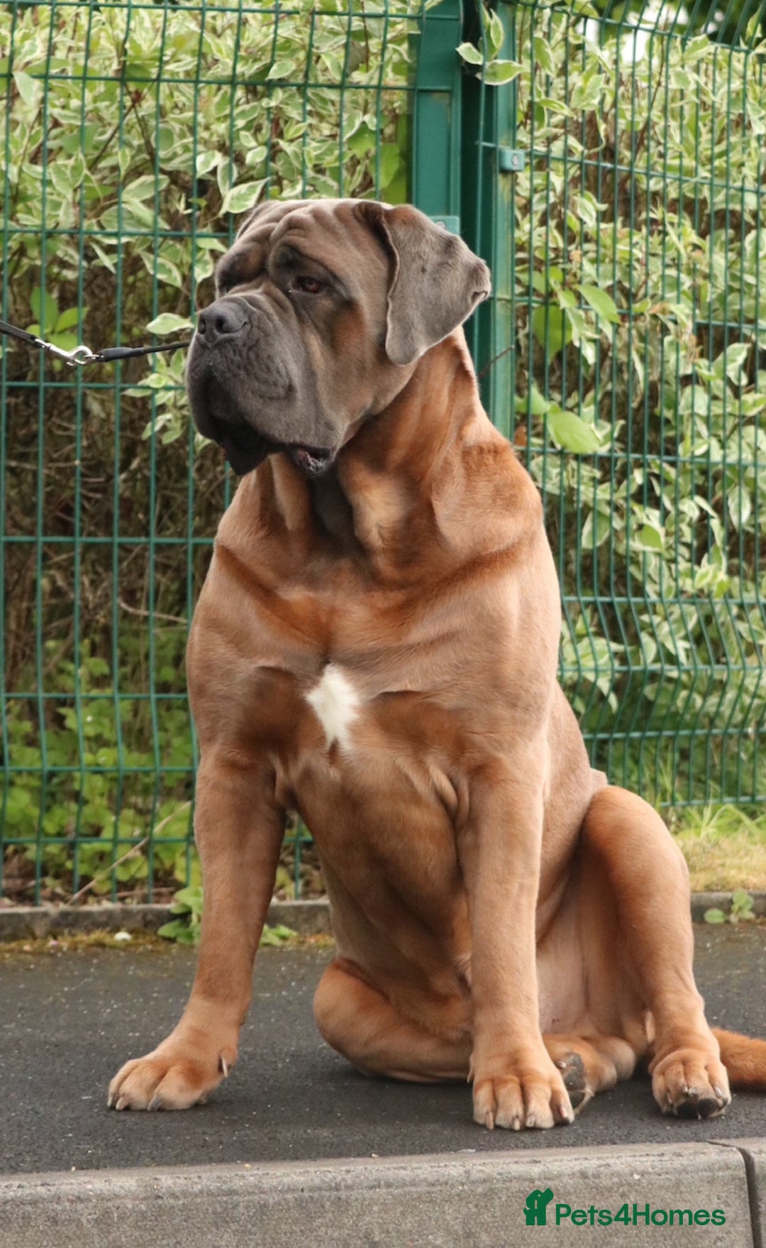 Cane Corso dogs for stud: *HEATH TESTED* Stud available CLIFFORD  - Image 5