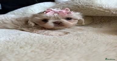 Shih Tzu dogs - Advert 13