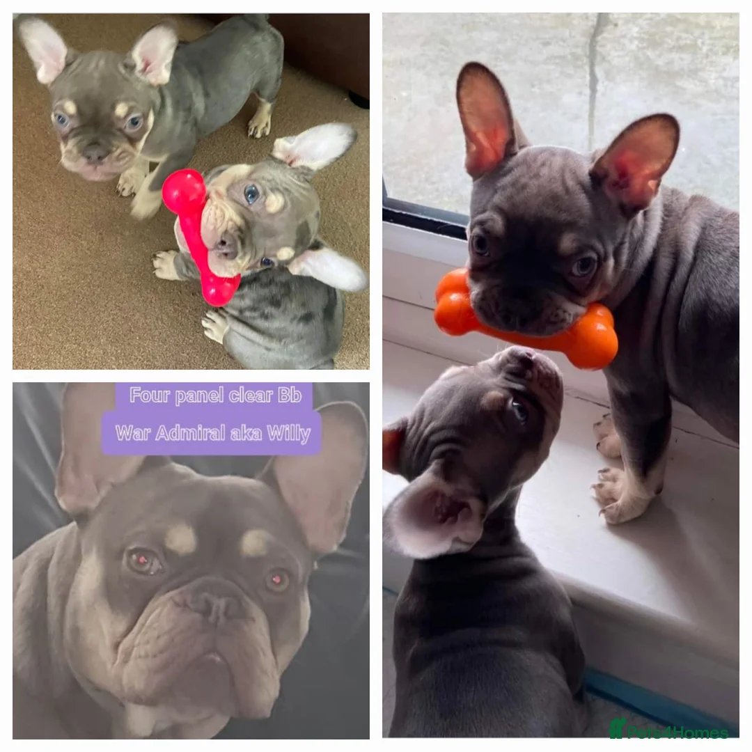 French Bulldog dogs for stud: KC TOP DRAW STUD Ramsgate  in Ramsgate - Advert 25