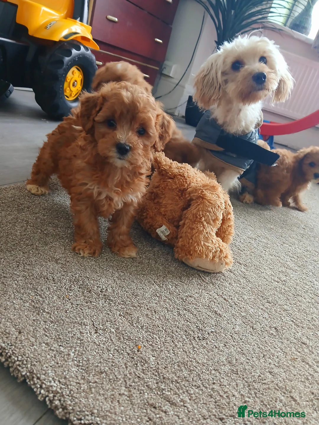 Maltipoo dogs for sale: F1B Maltipoo Puppies for Sale – 1 Boy, 3 Girls - Advert 7