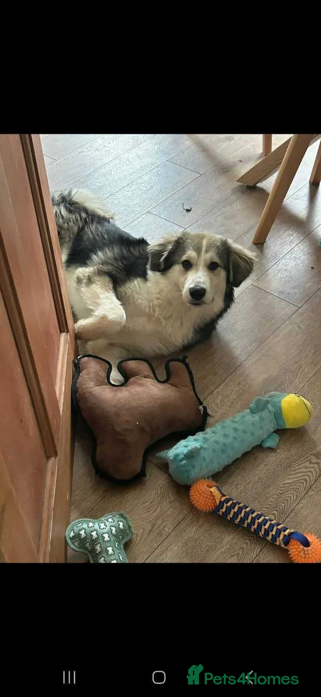 Mixed Breed dogs for adoption: Meet Bolt, currently residing in Cheshire  in Nantwich - Advert 2
