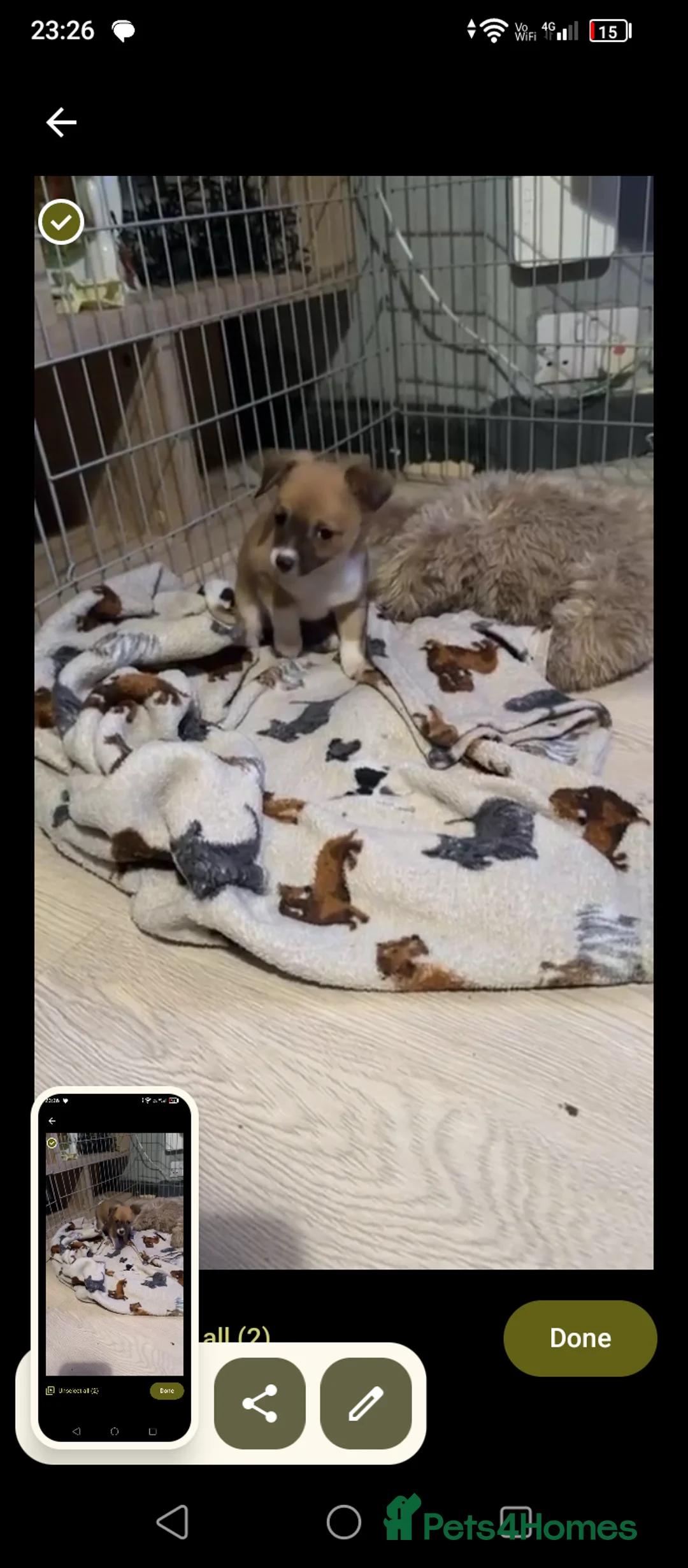 Chihuahua dogs for sale: Amazing pomchi babies  - Advert 9