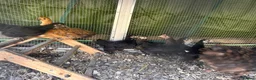 Chickens poultry for sale: Silkie and pekin chicks 8/9 weeks old  - Advert 4