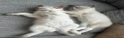 Ragdoll cats for sale: Beautiful pure Ragdolls Female and Male - Advert 6