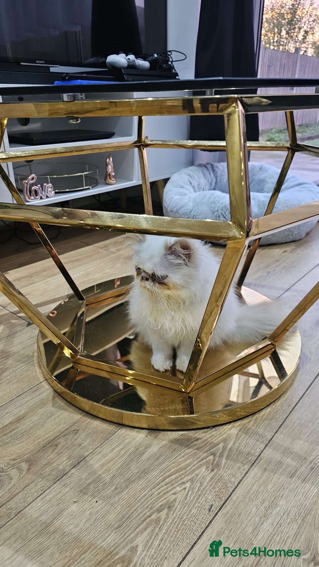Persian cats for sale: Himalayan Persian kitten - Image 5