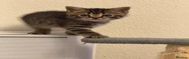 British Shorthair 3