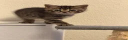 British Shorthair cats for sale: British shorthair  - Advert 4