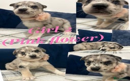 Siberian Husky dogs for sale: Husky cross pups! - Image 9