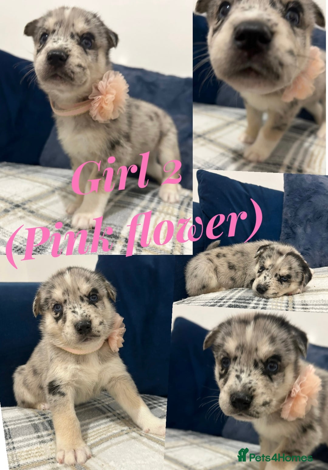Siberian Husky dogs for sale: Husky cross pups! - Image 9