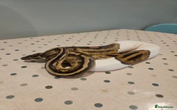 Python Snake reptiles for sale: 4x Royal Pythons for sale - Image 13