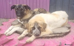 Mixed Breed dogs for adoption: Skye - In Ayr Looking for a home  - Image 8