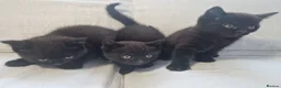 Mixed Breed cats for sale: British short-hair cross kittens  in Saint Austell - Advert 17