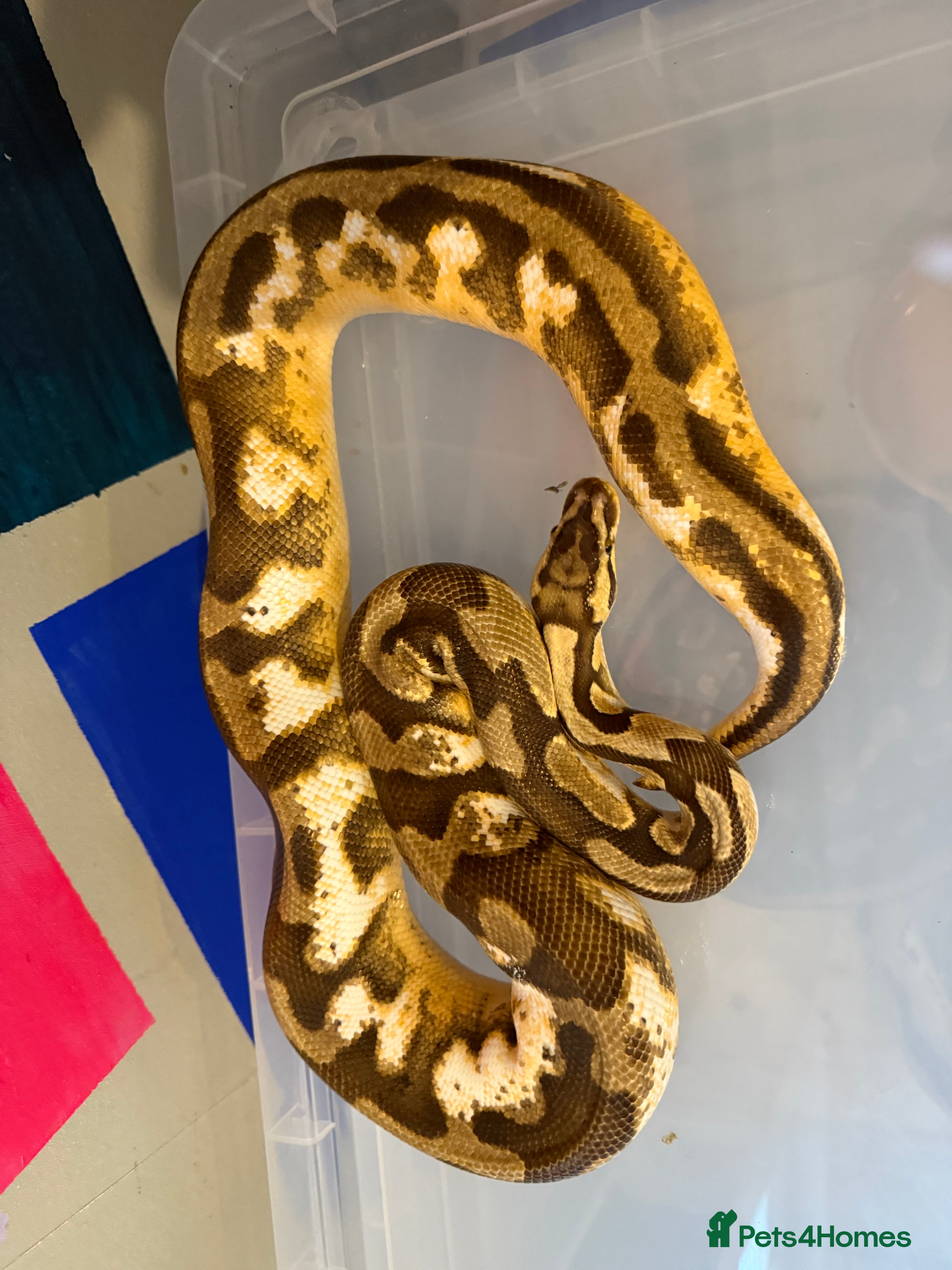 Snake reptiles Balls and boas - Advert 8