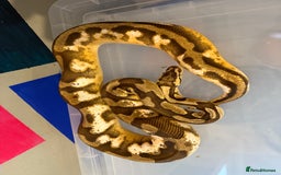 Snake reptiles for sale: Balls and boas - Image 1