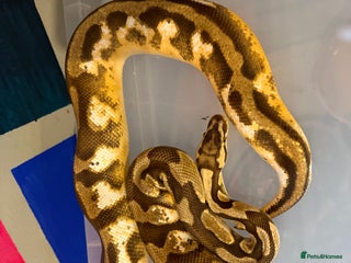 Snake reptiles - Advert 9