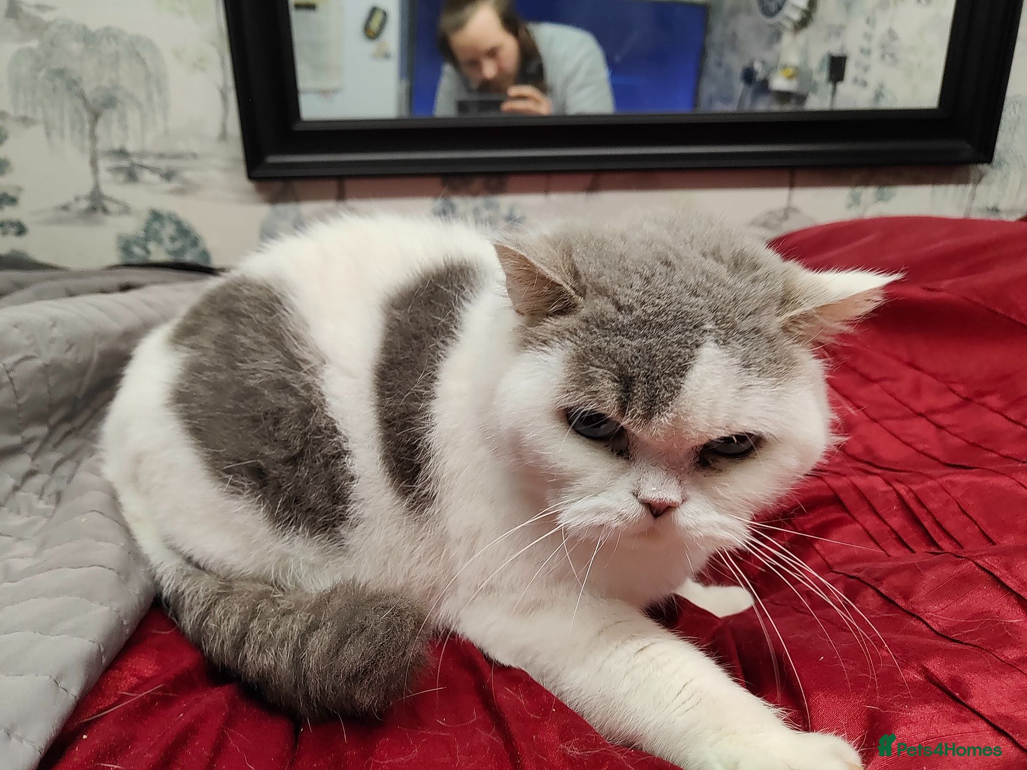 Scottish Fold cats Scottish fold queen - Advert 1