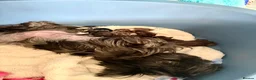 Yorkshire Terrier dogs for sale: Yorkshire terrier puppies 🩵🩷 - Advert 5