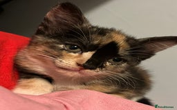 Mixed Breed cats for sale: 1 boy 2 girl kittens - Image 3
