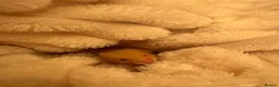 Hamster rodents for sale: Boy hamster for sale, Axel - Advert 5