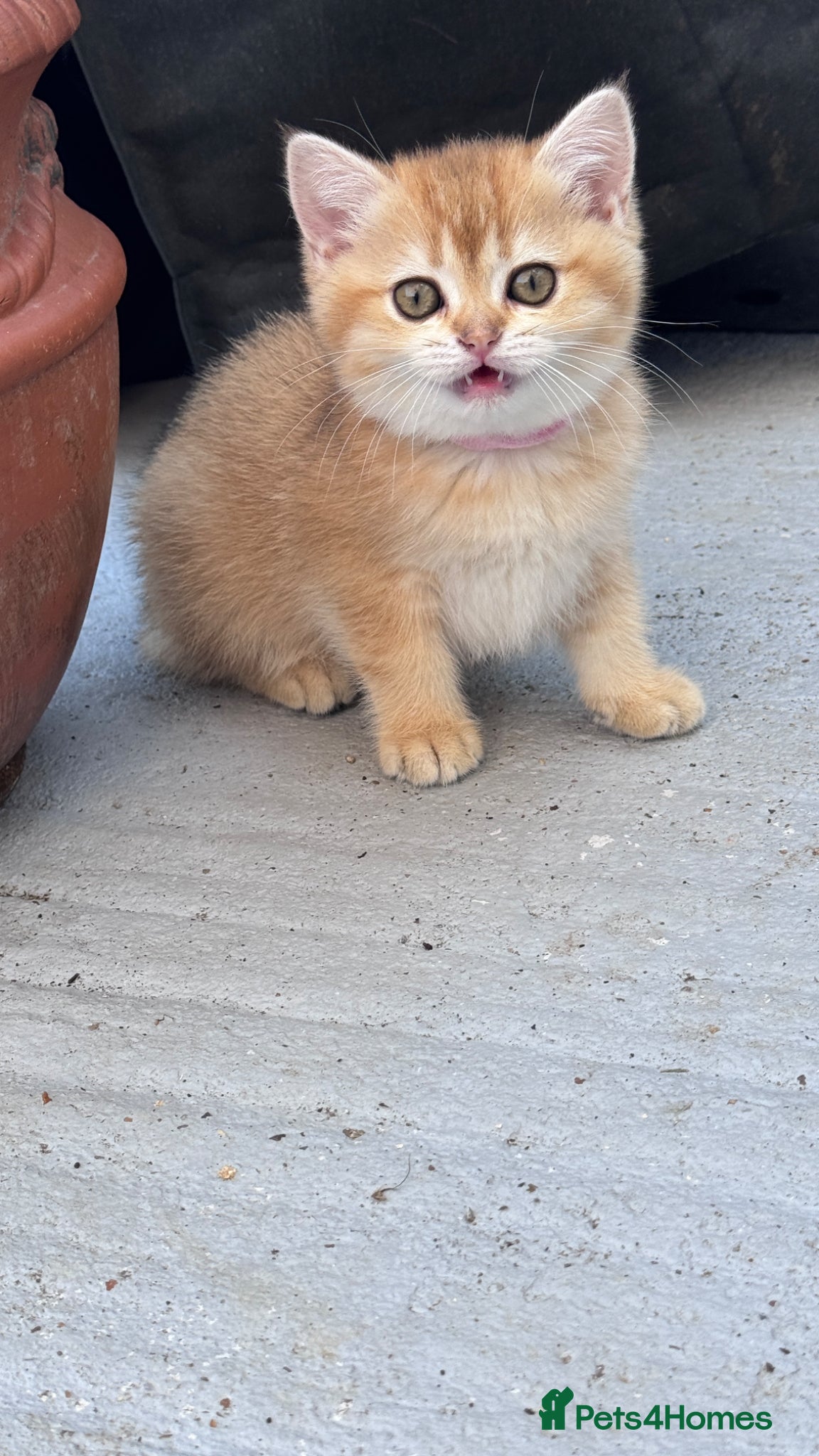 British Shorthair cats for sale: ADORABLE GCCF BSH CHOCOLATE GOLD KITTENS  - Advert 8
