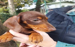 Miniature Dachshund dogs for sale: Beautiful litter of 6 true to type miniature pups. - Image 8