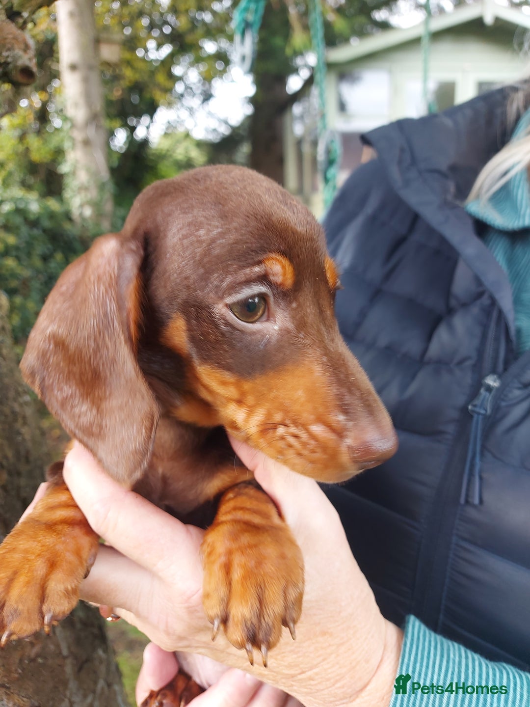 Miniature Dachshund dogs for sale: Beautiful litter of 6 true to type miniature pups. - Image 8