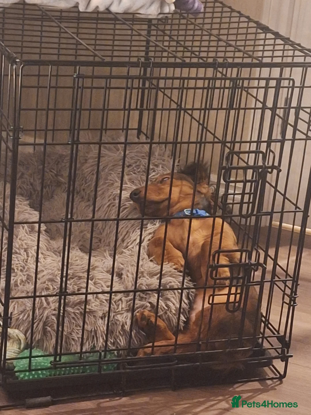 Miniature Dachshund dogs for sale: 6 month miniature long hair dachshund - Advert 17