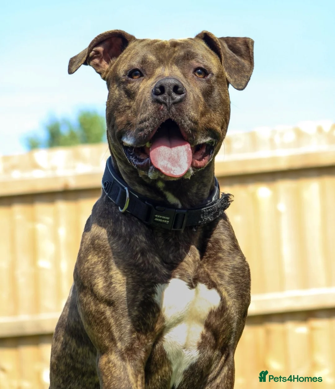 Mixed Breed dogs for sale: Cane Corso Mix - name Zelus - Advert 1