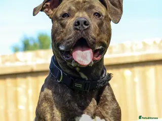 Mixed Breed dogs Cane Corso Mix - name Zelus - Advert 4