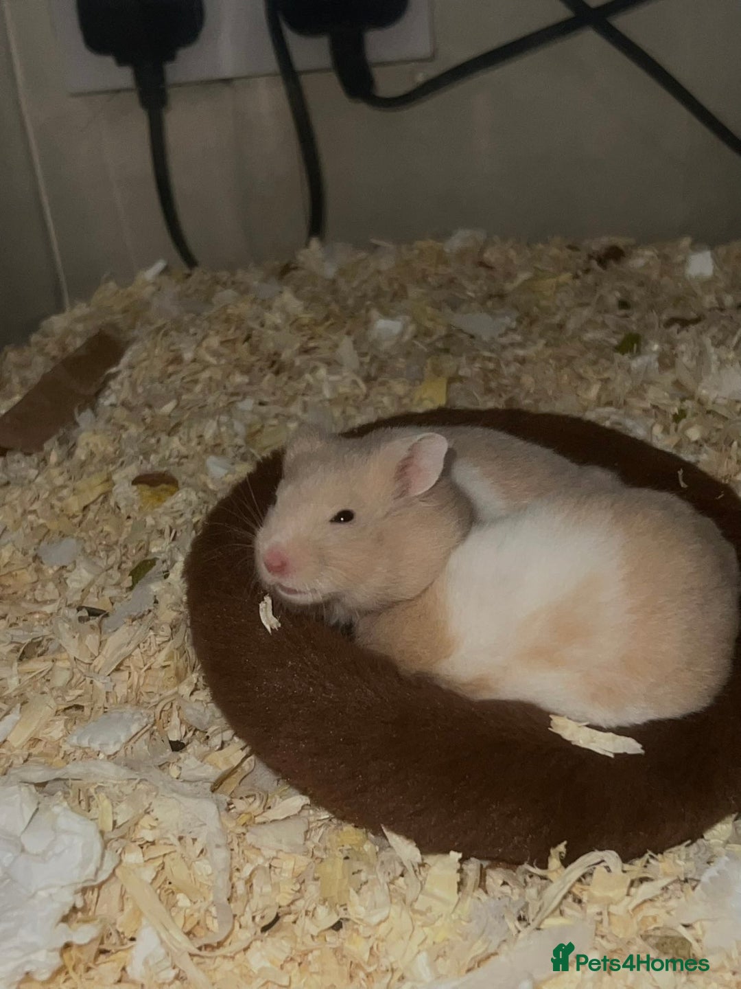 Hamster rodents for sale: 2 girls left Syrian hamsters  - Advert 4