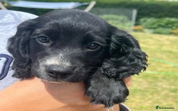 Cocker Spaniel dogs for sale: ⭐️READY TO GO!⭐️KC REG COCKER SPANIEL AGILITY FTC - Image 2