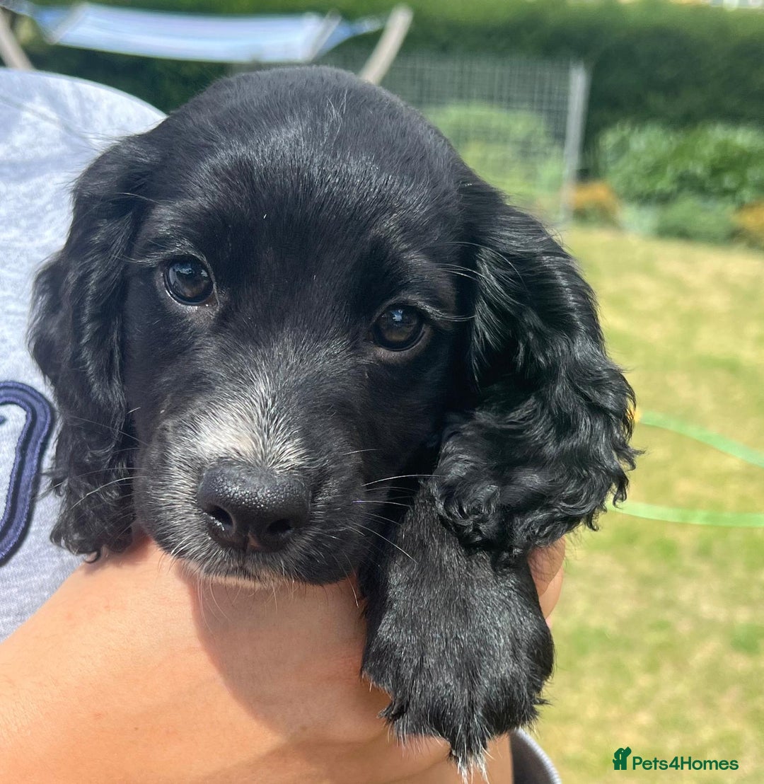 Cocker Spaniel dogs for sale: ⭐️READY TO GO!⭐️KC REG COCKER SPANIEL AGILITY FTC - Image 2