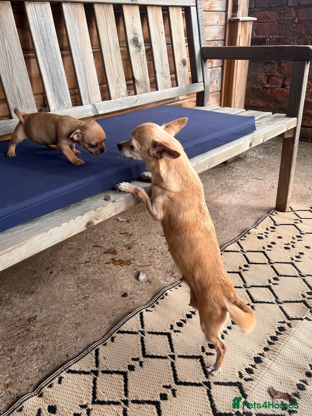 Chug dogs for sale: Chug puppies. 1 girl 1 boy - Advert 1