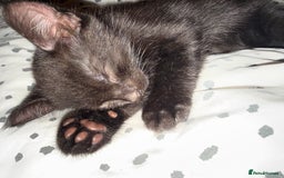 Mixed Breed cats for sale: Little boy kitten  - Image 3
