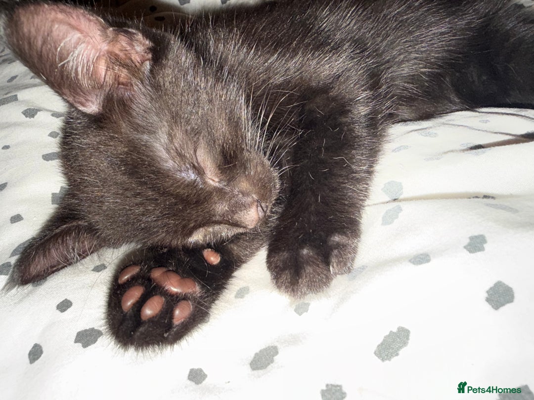Mixed Breed cats for sale: Little boy kitten  - Image 3