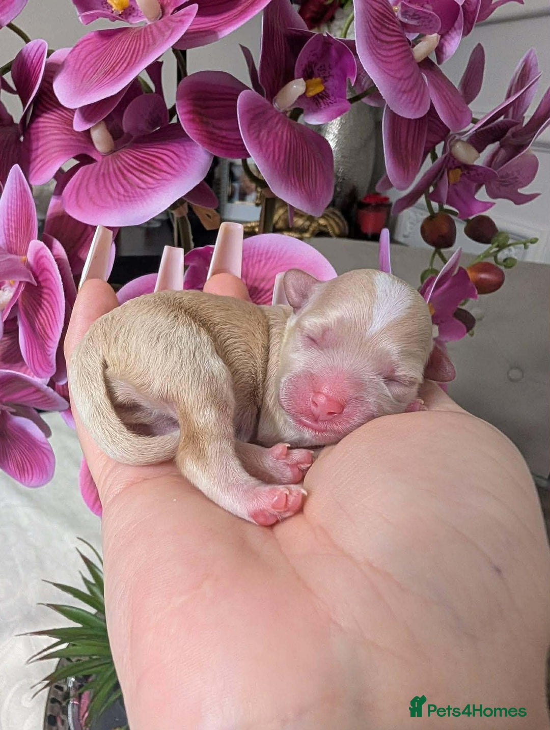 Maltipoo dogs for sale: 💫EXCEPTIONAL LUXURY F1 MALTIPOO PUPPIES🩷🩵🩷 - Advert 18