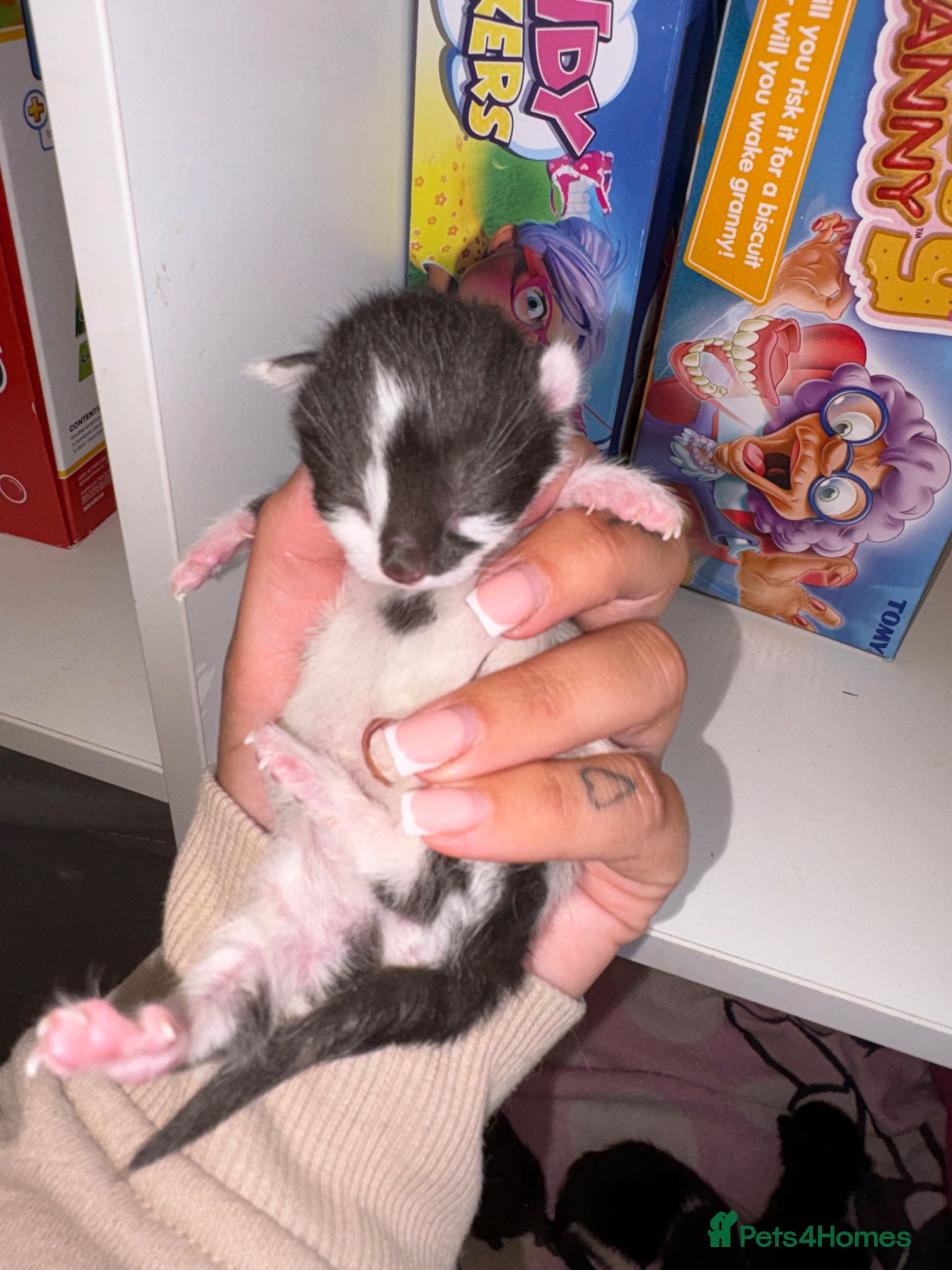 Mixed Breed Kitten 2