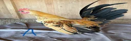 Chickens poultry for sale: Serama hen and cockerel pairs  - Advert 3
