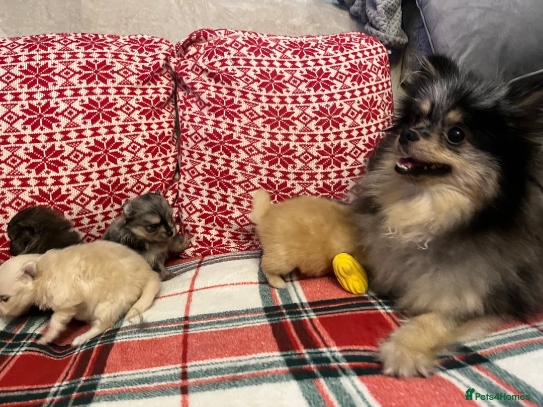 Pomeranian dogs for sale: Stunning Pomeranian puppys - Advert 26