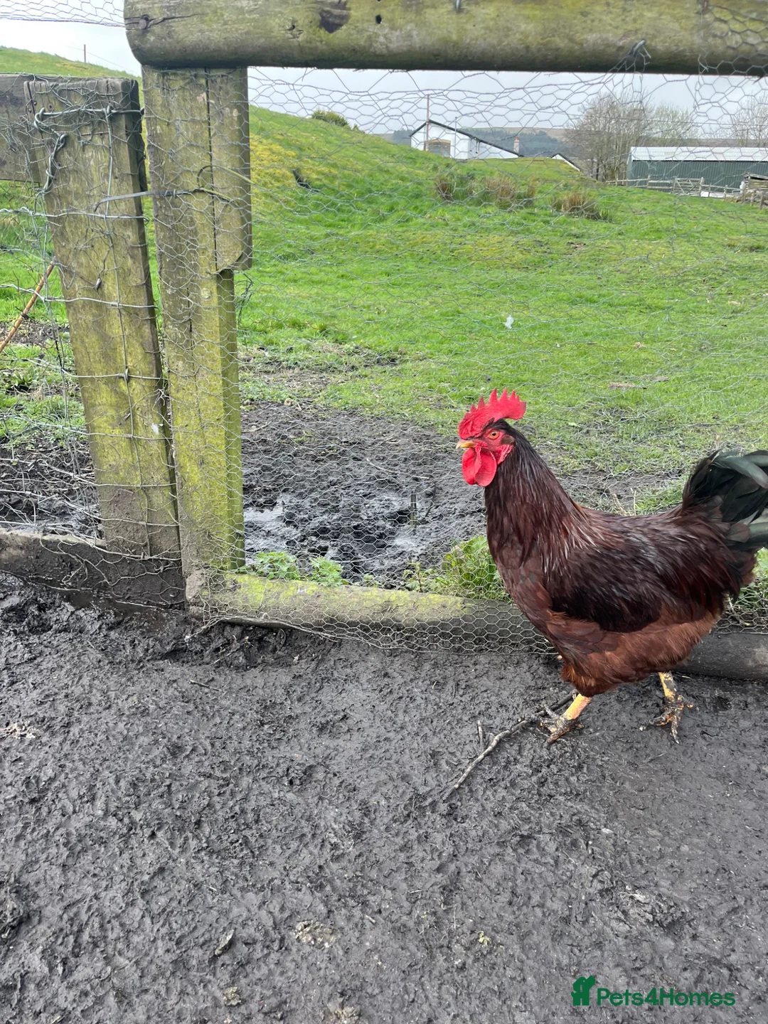 Chickens poultry for sale: Rhode Island red Cockrell one-year-old - Advert 18
