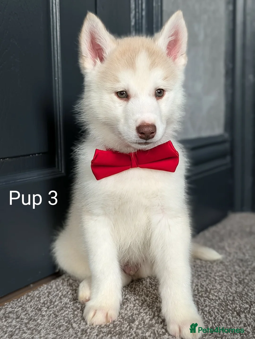 Siberian Husky dogs for sale: 6 beautiful Siberian Huskies  1 available  - Advert 1